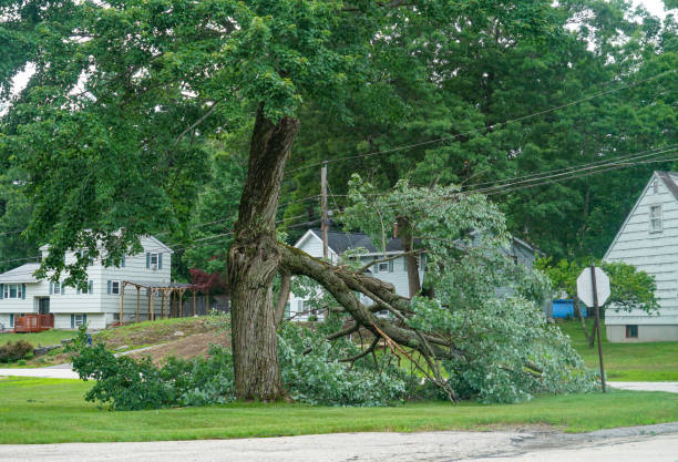 How Our Tree Care Process Works  in  Loyola, CA